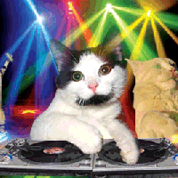 Party Time at Self Help for Cats